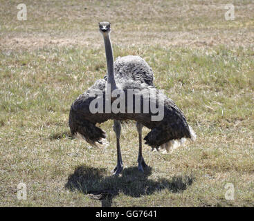 A female ostrich (Struthio camelus) performs by rolling wings and clapping beak on the West Coast of the Western Cape, in South Africa Stock Photo