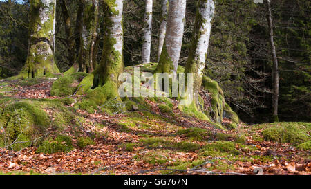 Ceveral trees in Norwegian forrest at autumn Stock Photo