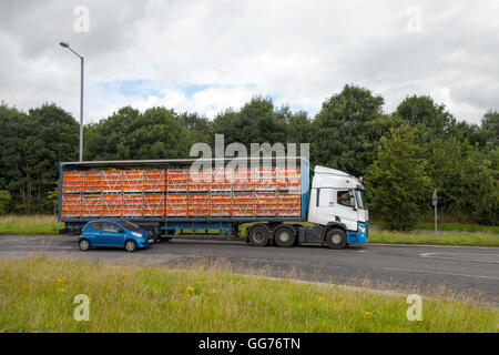 Unmarked lorry transporting chickens, cages and birds, Preston, Lancashire, UK Stock Photo