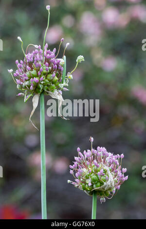 Flower heads of the odd form of the UK native wild leek, Allium ampeloprasum var. babingtonii Stock Photo