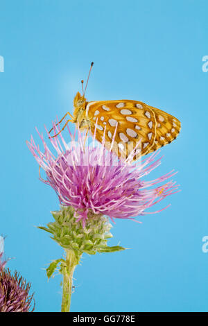 A Zerene Fritillary butterfly, speyeria zerene, lit on a Bull thistle (Cirsium vulgare) seeking nectar. Stock Photo