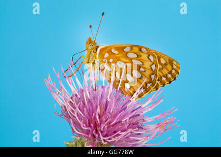 A Zerene Fritillary butterfly, speyeria zerene , lit on a Bull thistle (Cirsium vulgare) seeking nectar. Stock Photo