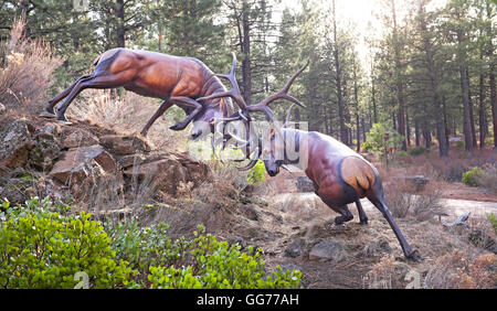 Sculpture of two bull elk battling in rutting season.