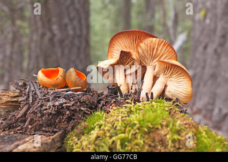 Calosypha fulgens, spring orange peel, left, and Marasmius oreades, or fairy ring mushrooms, in a pine spruce forest in the Paci Stock Photo