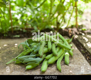 Freshly picked Broad Beans - Aquadulce Claudia Stock Photo