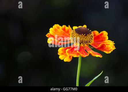 Helenium 'Waltraut' . Sneezeweed flowers Stock Photo