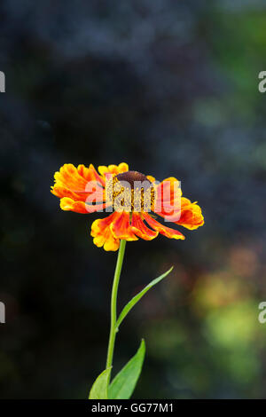 Helenium 'Waltraut' . Sneezeweed flowers Stock Photo