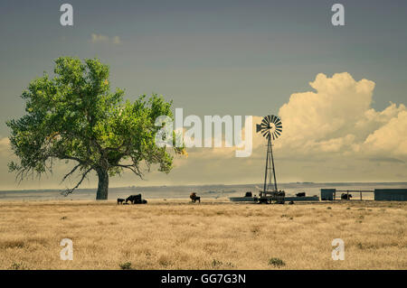 Range cattle around a windmill water tank in northeastern Colorado, USA. Retro instagram look Stock Photo