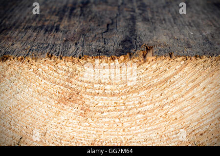 growth rings - wooden texture