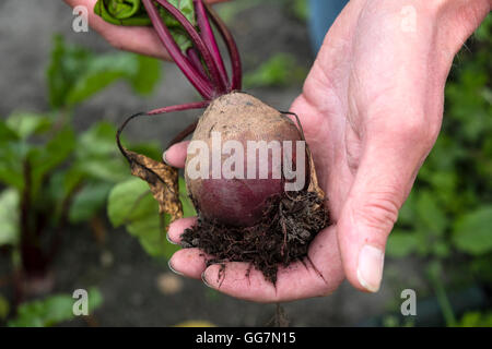 Gardener holding freshly picked beetroot at allotment garden in England UK Stock Photo