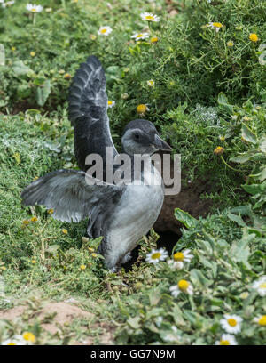 Juvenile Atlantic Puffin (Fratercula Arctica), also known as a Puffling Stock Photo