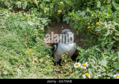 Juvenile Atlantic Puffin (Fratercula Arctica), also known as a Puffling Stock Photo