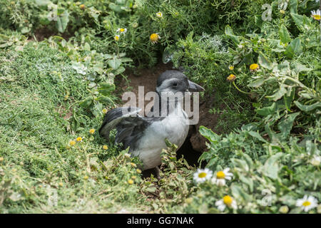 Juvenile Atlantic Puffin (Fratercula Arctica), also known as a Puffling Stock Photo