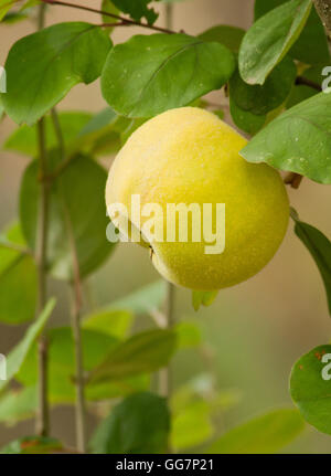 Fresh quince (Cydonia oblonga) is the sole member of the genus Cydonia Stock Photo