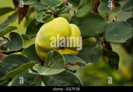 Fresh quince (Cydonia oblonga) is the sole member of the genus Cydonia Stock Photo