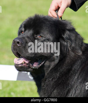purebred Newfoundland dog portrait Stock Photo