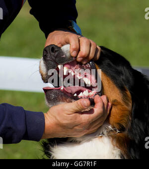 Bernese Mountain Dog, called in German the Berner Sennenhund Stock Photo