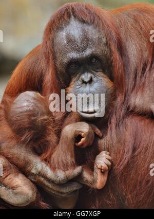 Sumatran Orangutans (Pongo pygmaeus), which are native to the jungles of Indonesia Stock Photo