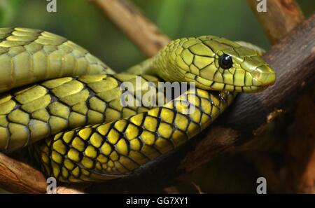 The Green Mamba (Dendroaspis viridis), a venomous snake native to the jungles of Africa. Stock Photo