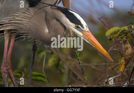 Great Blue Heron looks intently at its nest with its mates' duckweed adorned legs in the background. Stock Photo
