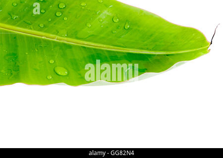 Banana Leaf Fresh and water droplets on leaves. Isolated on white with clipping path Stock Photo