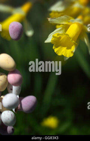 Easter eggs and Daffodils Stock Photo