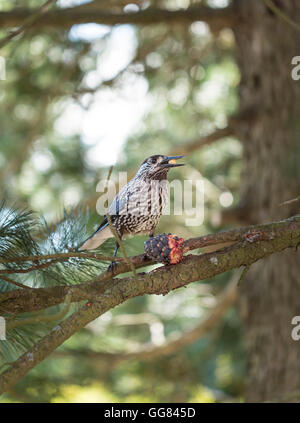 Spotted Nutcracker Eating Pinus Cembra Cone sitting on Branch. Stock Photo