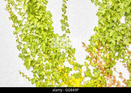 Ivy leaves on a white wall. Stock Photo