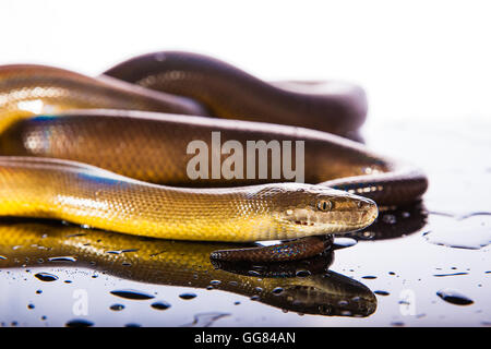 Single Rainbow Serpent Water Python - Liasis fuscus - isolated on black ...