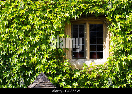 A window and wall of an old stone house surrounded and covered in the green leaves of a creeping or climbing ivy plant. Stock Photo