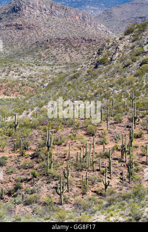 The Rincon Mountains towering above rocky foothills covered in saguaro cactus. Colossal Cave Mountain Park, Arizona Stock Photo