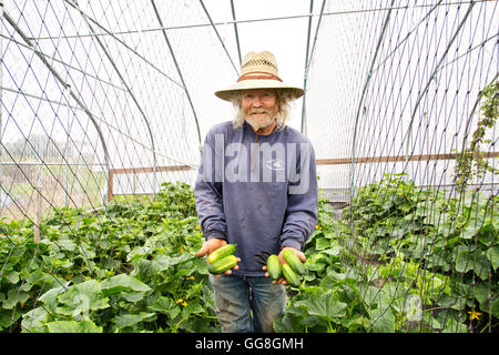 Proud farmer displaying harvested cucumbers. Stock Photo