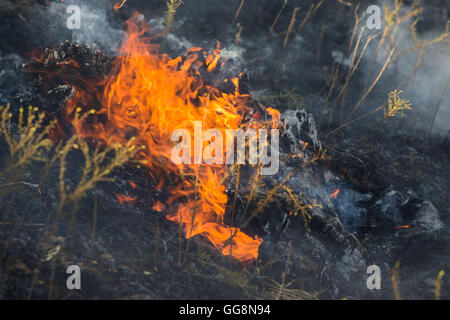 Diablo Grande, CA, USA. 3rd Aug, 2016. CallFire firefighters cut a fire ...
