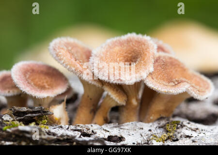 Cluster of young hairy mushroom fungi on fallen hardwood log. Likely Lentinus crinitus aka fringed Sawgill mushroom. Stock Photo