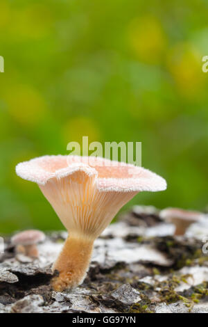 Mushroom fungi on fallen hardwood log. Likely Lentinus crinitus aka fringed Sawgill mushroom. Found in North Carolina. Side view Stock Photo