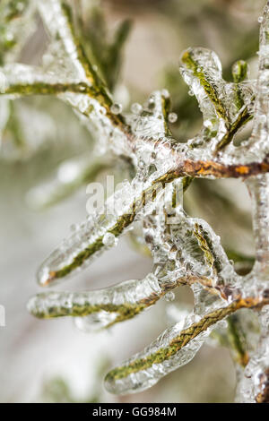 Winter rain freezes on branches of cypress evergreen. Close up abstract. Stock Photo