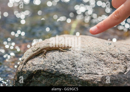 finger pointing to lizard resting on a rock in a river Stock Photo
