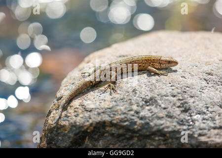 lizard basking in sunshine on a rock by a river Stock Photo