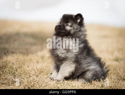 Keeshond puppy playing outside sitting Stock Photo