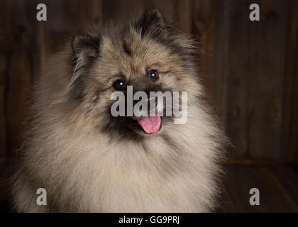 Keeshond dog in a rustic wooden studio setting close up face looking at the camera Stock Photo