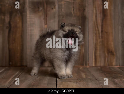 Keeshond puppy in a rustic wooden studio setting standing yawning Stock Photo