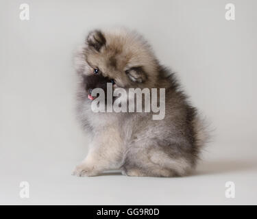 Keeshond puppy sitting with tongue out in a studio setting Stock Photo