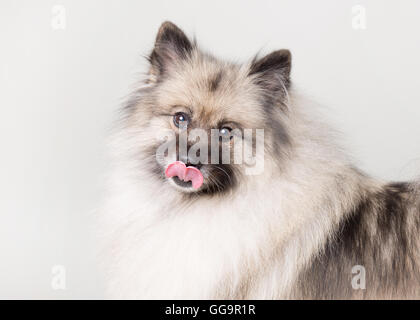Keeshond face close up licking lips and nose with tongue is a studio setting Stock Photo