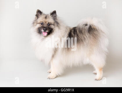Keeshond standing looking at camera panting in a studio setting Stock Photo