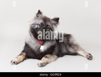 Keeshond laying down looking at the camera in a studio setting Stock Photo