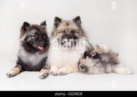 Three Keeshonds in a studio setting. Puppy is playing with older dogs Stock Photo