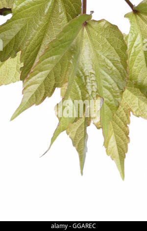 Green ivy leaves isolated on white background Stock Photo