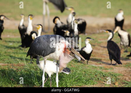 Marabou Stork (Leptoptilos crumeniferus) in Lake Victoria, Uganda Stock Photo