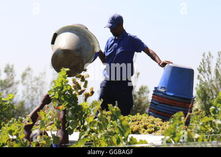 Harvest worker in uniform pouring freshly picked grapes onto tractor at a vineyard at Steenberg Wines, Cape Town, South Afria Stock Photo