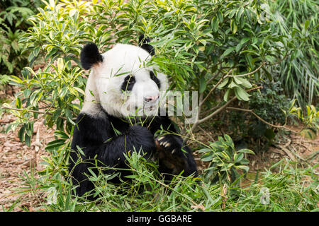 Panda bear eating bamboo tree seen in singapore Stock Photo